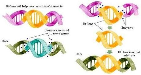 Process of Insertion of Bt gene in corn to make it resistant from insect attack