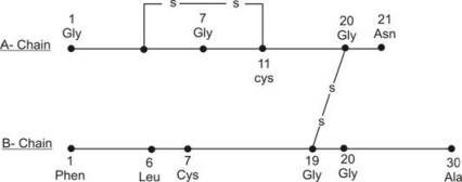 Primary structure of human insulin