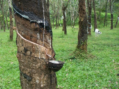 Rubber Plantation in Kerala, India